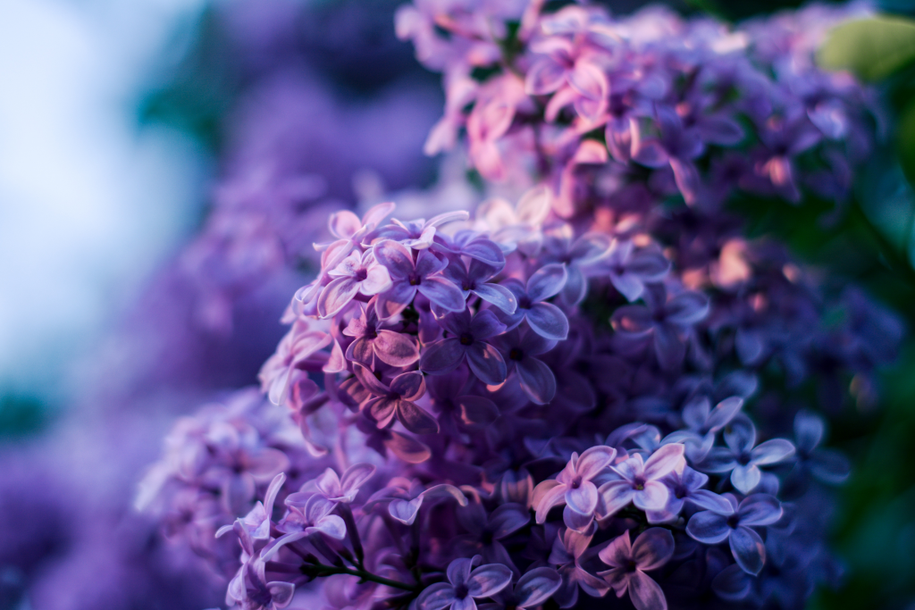 Les lilas violets